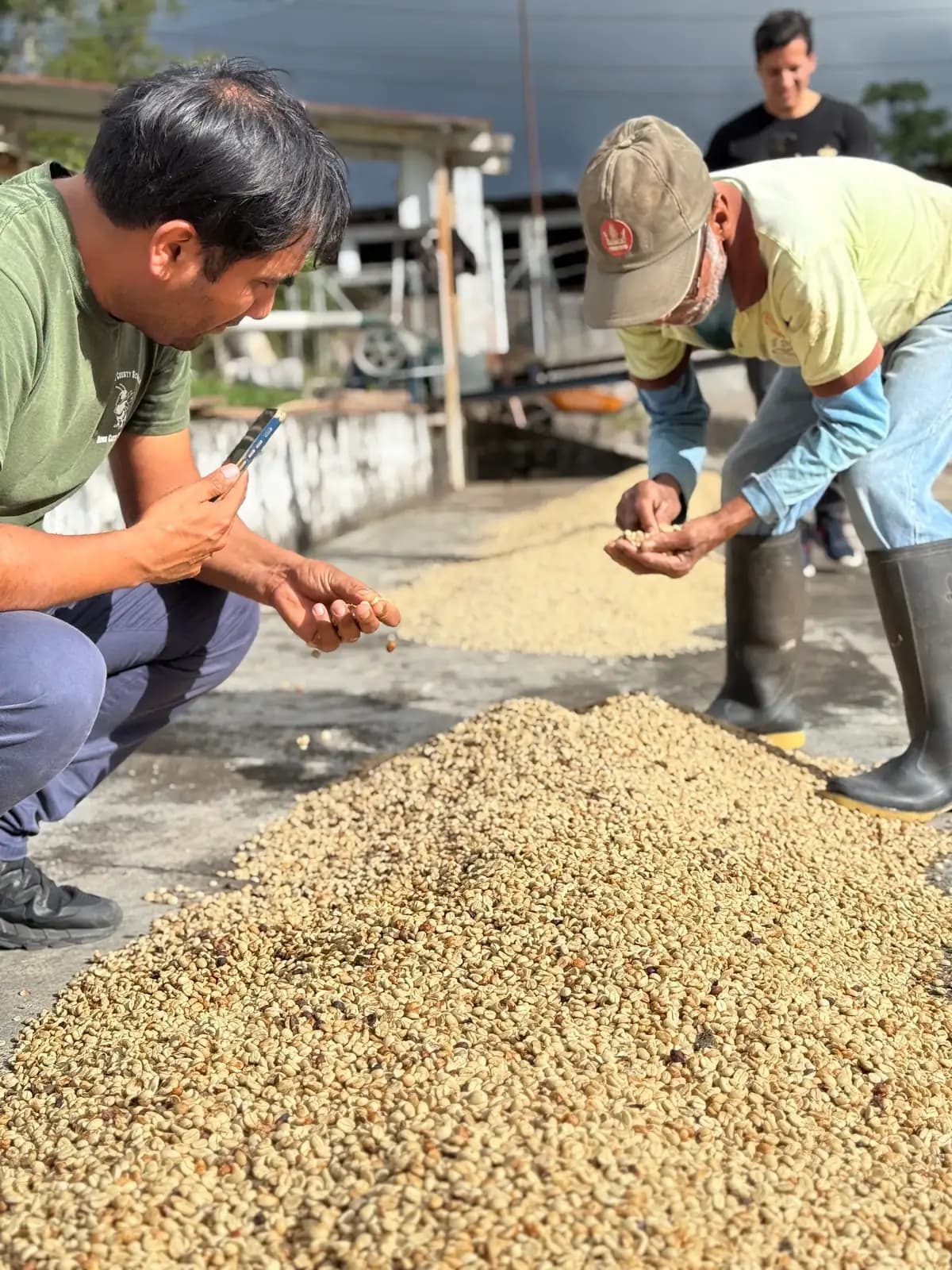 Proceso de café en Villa Rica